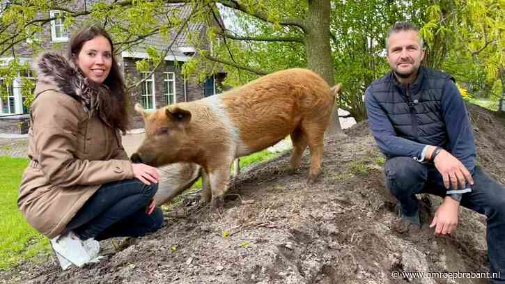 Horrorplant in tuin van Arie en Monique: varkens als laatste redmiddel
