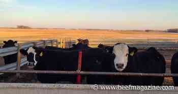 Calculating yardage -- what's included and why it matters