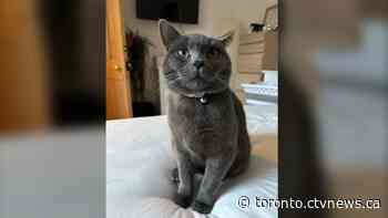 Cat found on Toronto Pearson airport runway 3 days after going missing