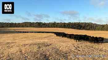 Drought puts squeeze on King Island farmers as Tasmanian government considers shipping to mainland