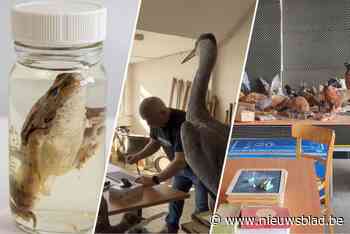 Van oude landkaart tot opgezette reiger en kikker: collectie vergeten schoolspullen mag even van zolder voor Erfgoeddag