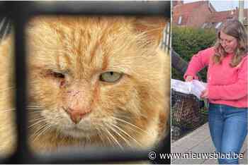 Resto lokt bijzondere kater met biefstuk na oproep uit ‘zijn’ dorp: “Eindelijk hebben we onze mascotte terug”
