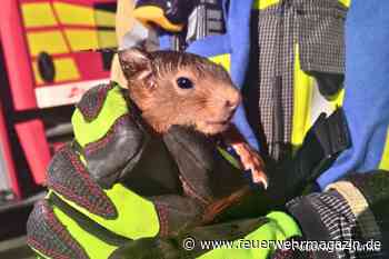 Eichhörnchen steckt in Dunstabzughaube