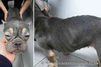Lancashire mother and son starved two French Bulldogs