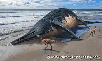 Species of Ichthyosaur Is Largest Known Marine Reptile at 80 Feet Long