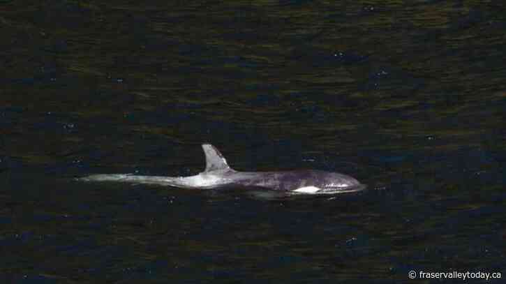 In the news today: New attempt to save stranded orca