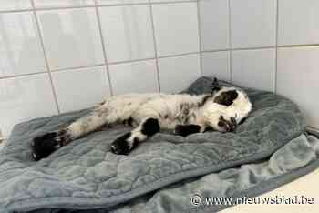 Stadsparkbezoekers redden te vroeg geboren geitje: “Dat ze over de omheining zijn geraakt, zien we door de vingers”