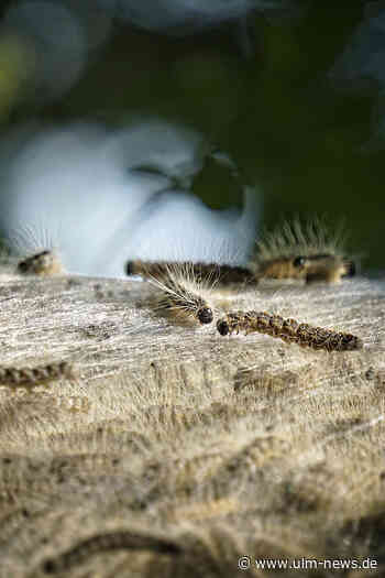 Stadt Ulm bekämpft Raupen mit Sprühaktion