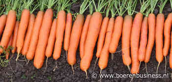 Prijs voor peen valt of staat met kwaliteit