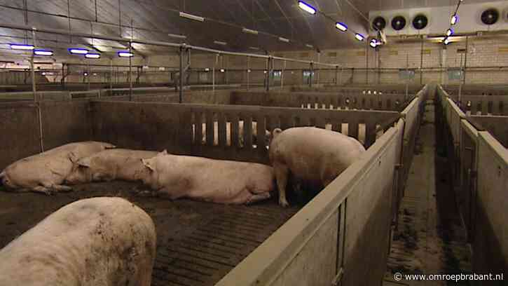 Noodkreet boeren maar stallendeadline blijft: 'Tijd van niks doen voorbij'