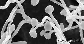 Unruly Gut Fungi Can Make Your Covid Worse