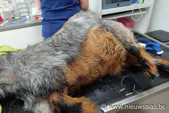 Geitje overleeft aanrijding van trein: eigenaar gezocht