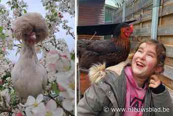 Chili en Mozzy zijn de mooiste kippen verkozen uit 180 soortgenoten