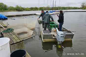 3,6 Tonnen Fisch aus dem Aasee geholt