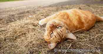 RSPCA plea to find home for shy farm cats after two County Durham adoptions
