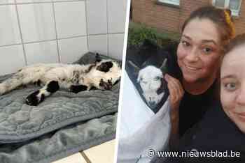 Bezoekers dierenpark kruipen over omheining om geitje te redden, Ils houdt het nadien in leven: “Ik ben er de hele nacht bij gebleven”