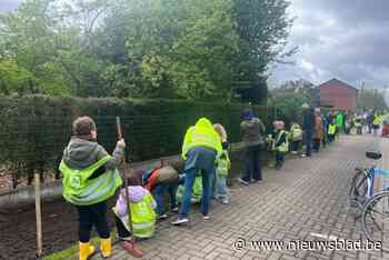 Lange bloemenberm langs het spoor ingezaaid: “Vanuit de trein wordt het een kleurrijk schouwspel”