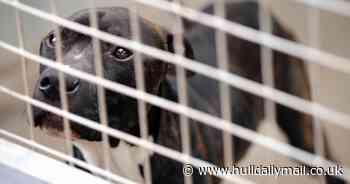 XL Bully ban and abandoned lockdown dogs prompts need for more stray kennels in Hull