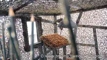 Einzigartiges Kunstprojekt im Harz: 500.000 Bleistifte in Lerbach