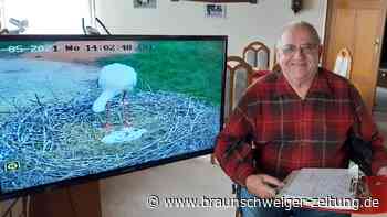 Kreis Peine – Das ist der Storchennachwuchs