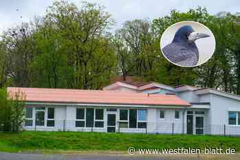 Gesundheitsgefahr?  DRK-Kita Krempoli und der Krähen-Ärger