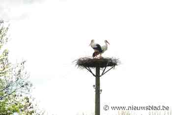 Minstens zes ooievaarskoppels vinden liefdesnest in Limburg