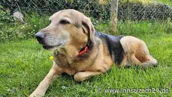 Weil die Besitzerin ins Pflegeheim kam: Betagte Mischlingsdame Gini sucht ein neues Zuhause