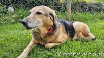 Weil die Besitzerin ins Pflegeheim kam: Betagte Mischlingsdame Gini sucht ein neues Zuhause