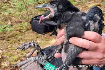 De raaf is aan een stevige opmars bezig in Limburg, maar er loert een vijand om de hoek