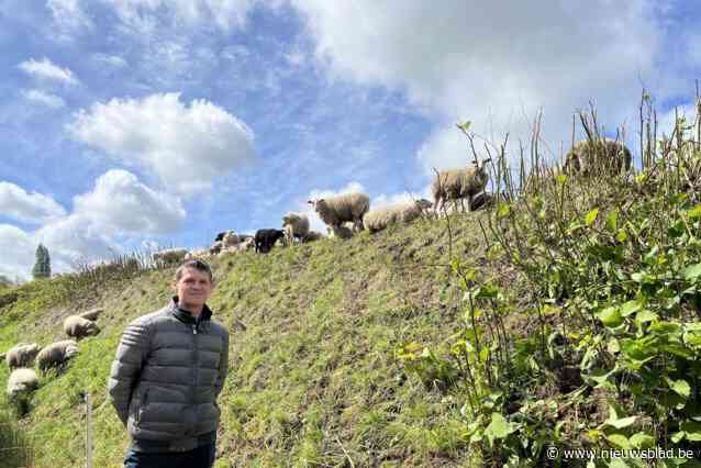 Kempische heideschapen van Hallehof bestrijden Japanse duizendknoop bij Mintjens Belgische Meubelmakerij