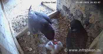 Coburg: Küken der Wanderfalken geschlüpft - über Webcam live dabei sein