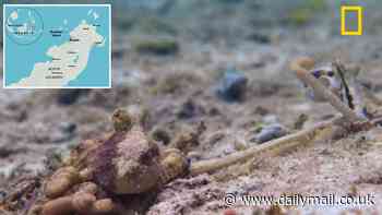 The bizarre mating ritual of octopuses: Watch the moment a male gets DRAGGED around the ocean floor mid-sex by an impatient female