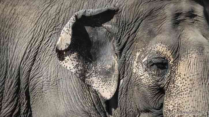 Senators reject field trip to African Lion Safari amid elephant bill study