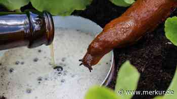 Warum Sie gegen Schnecken auf keinen Fall eine Bierfalle einsetzen sollten