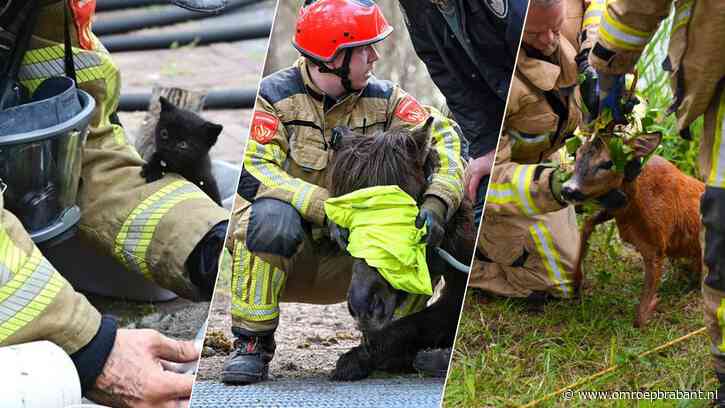 Dieren in nood: gelukkig zijn er dan de mannen en vrouwen van de brandweer