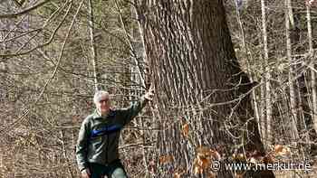 Die Eiche ist die Königin unter den Hölzern