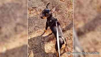 „Überfordert mit allen Umgebungsreizen“: Tierheim sucht Zuhause für Hündin Tara