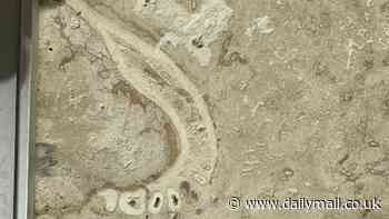 Jawdropping discovery: Remains of extinct human species that died thousands of years ago found in kitchen floor tiles
