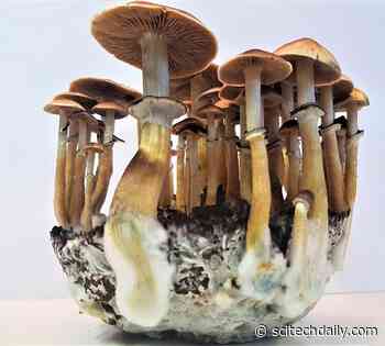 Decoding Psilocybin: “Magical” Enzymatic Pathways to Psychiatric Breakthroughs