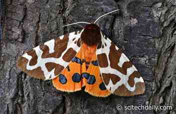 “Shocking” – Moths Are Strangely Vanishing From Southern U.S. Cities