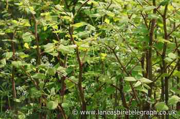 Japanese knotweed hotspots in Lancashire revealed in map