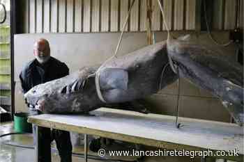 400-year-old sharks lurking in the depths of British waters