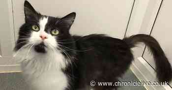 Cat terrified of dogs still searching for home after 100 days in Tyneside adoption centre