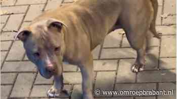 112-nieuws: hond gevonden in Eindhoven • A59 rond 13.00 uur vrij