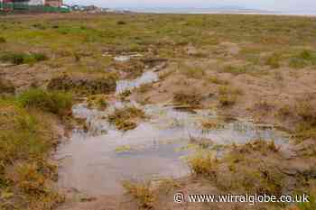 More than 200 plant species found on Hoylake beach