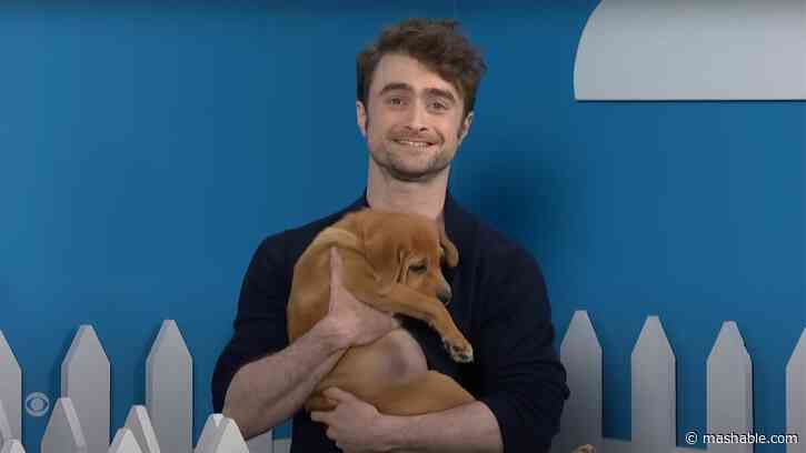 Daniel Radcliffe helping rescue dogs find a new home is adorable viewing