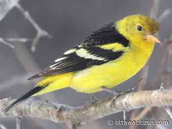 A rare bird was spotted in Ottawa for the very first time. Then it hit a window
