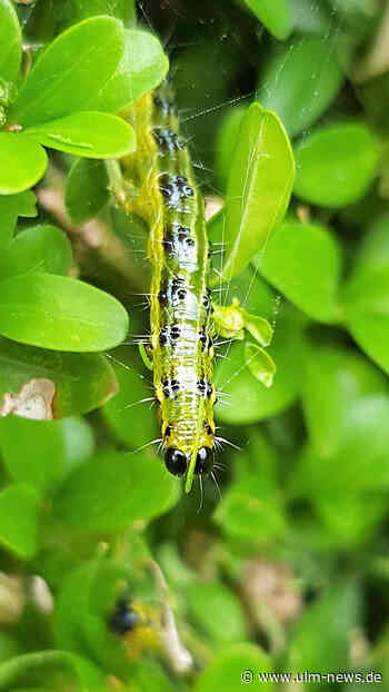 Buchsbaumzünsler in die Tonne