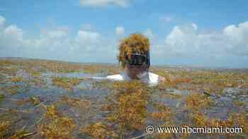 FAU gets $1.3 million grant to clean up sargassum in Florida beaches