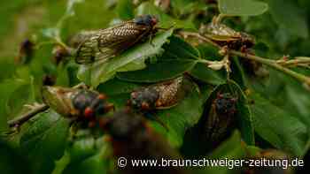 Gruselig: Pilz verwandelt Zikaden in hypersexuelle Zombies